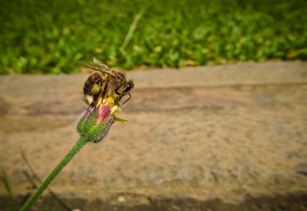 bee on pin and green flower